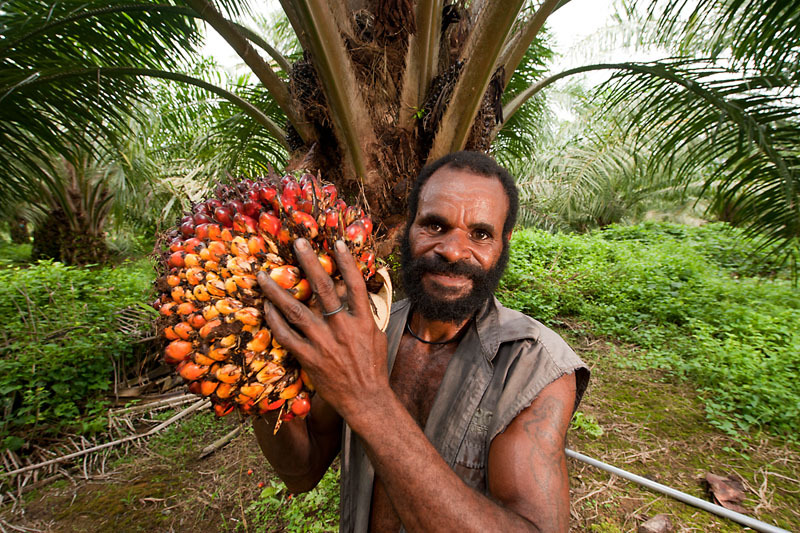 The Complete Guide to Palm Oil Production in Indonesia