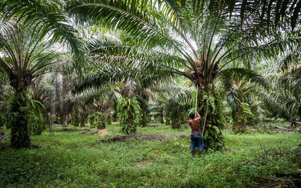Sustainable Palm Oil: Certifications, Practices, and Benefits